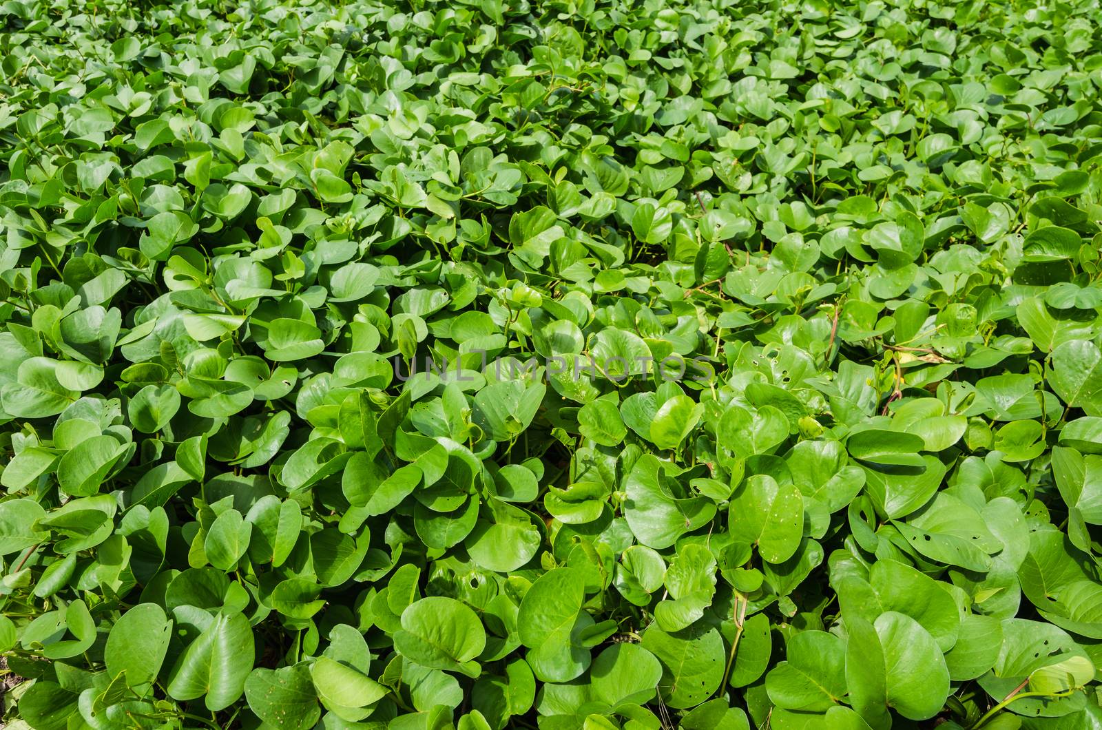 Water Hyacinth Green plants background in day light