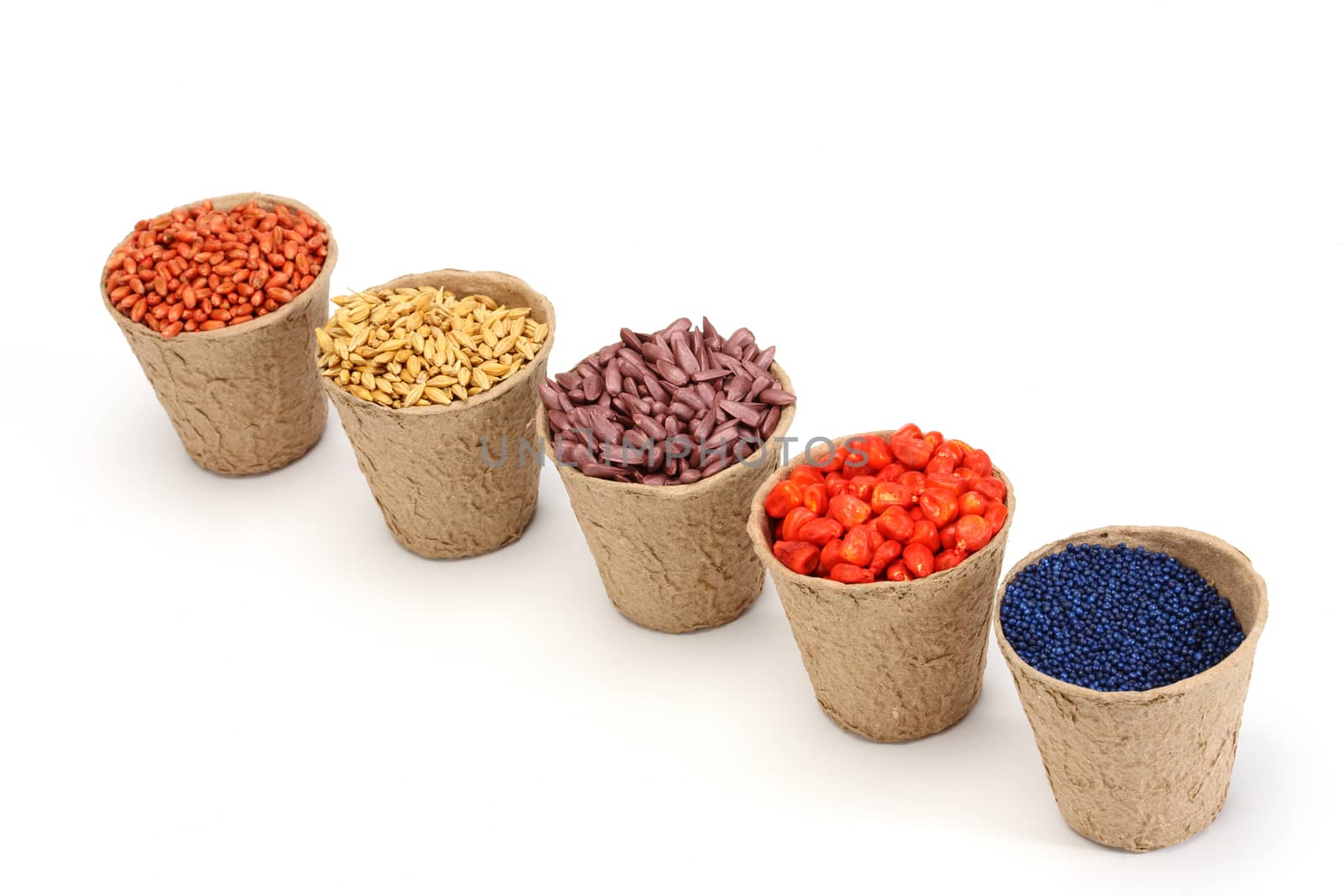 colored various sowing seed in paper pot