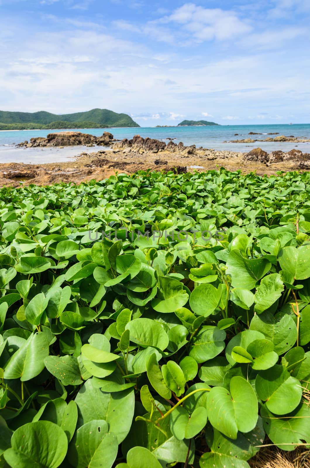 Green plants and sea nature landscape in Thailand