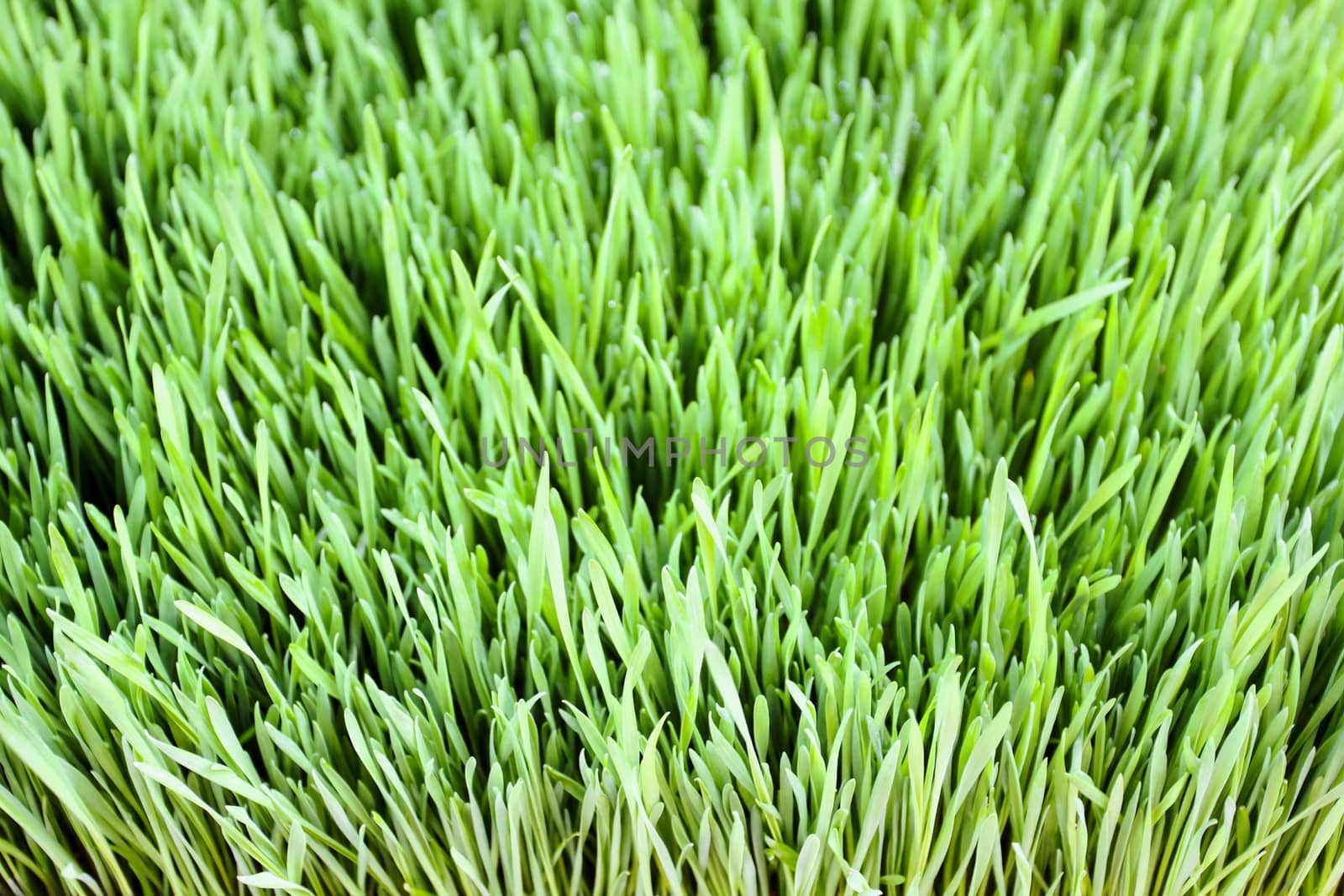 Close up of green grass leaves foliage.