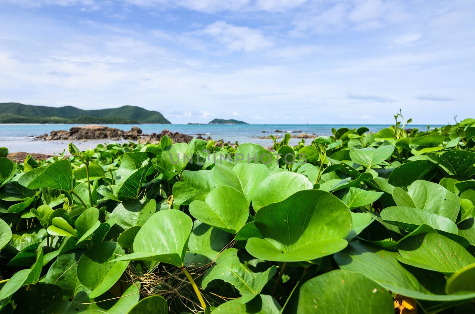 Green plants and sea nature landscape by sweetcrisis