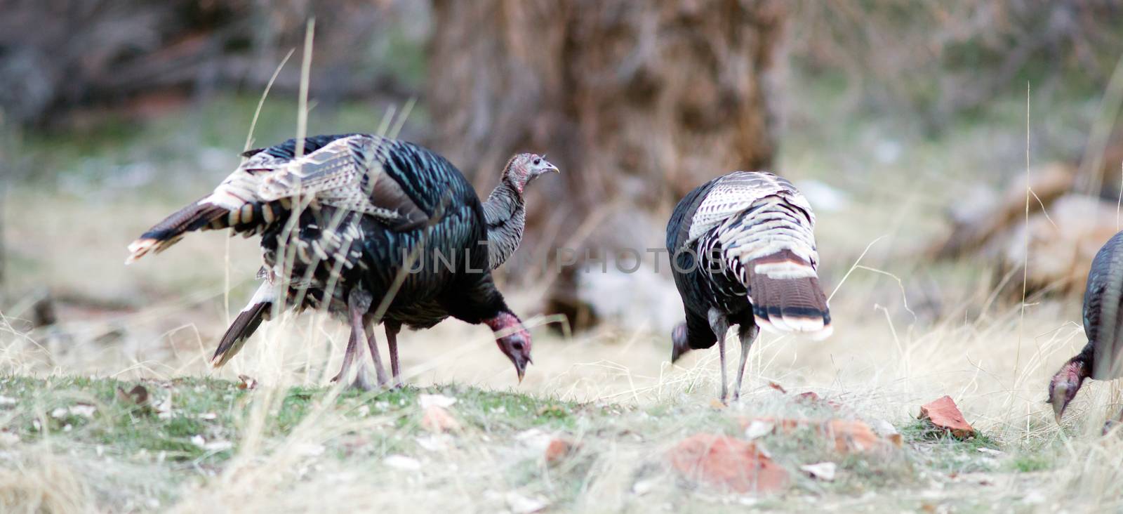 A flock of Turkey scavenges the forest floor for food