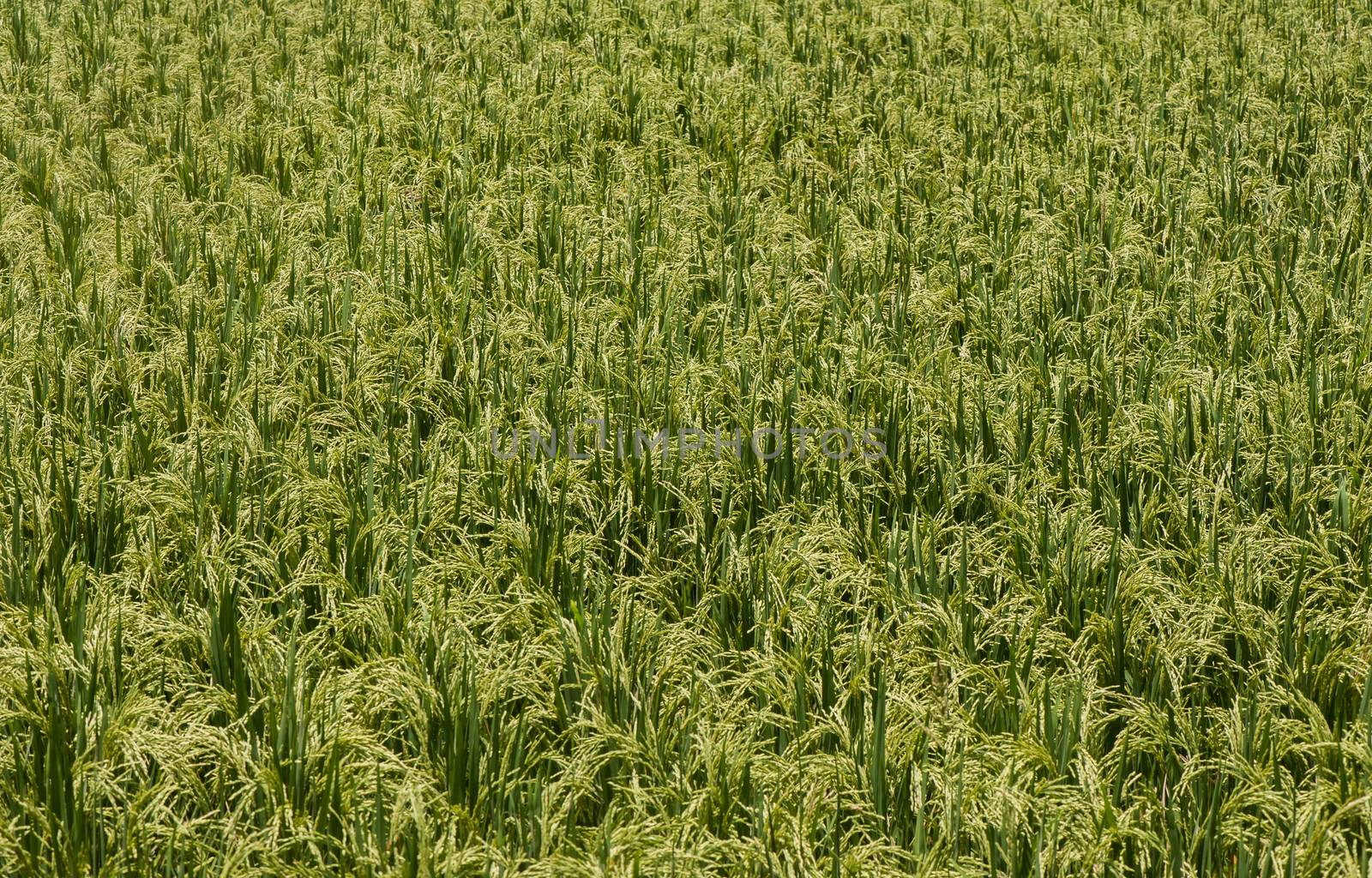 Rice fields in Ubud, Bali, Indonesia.