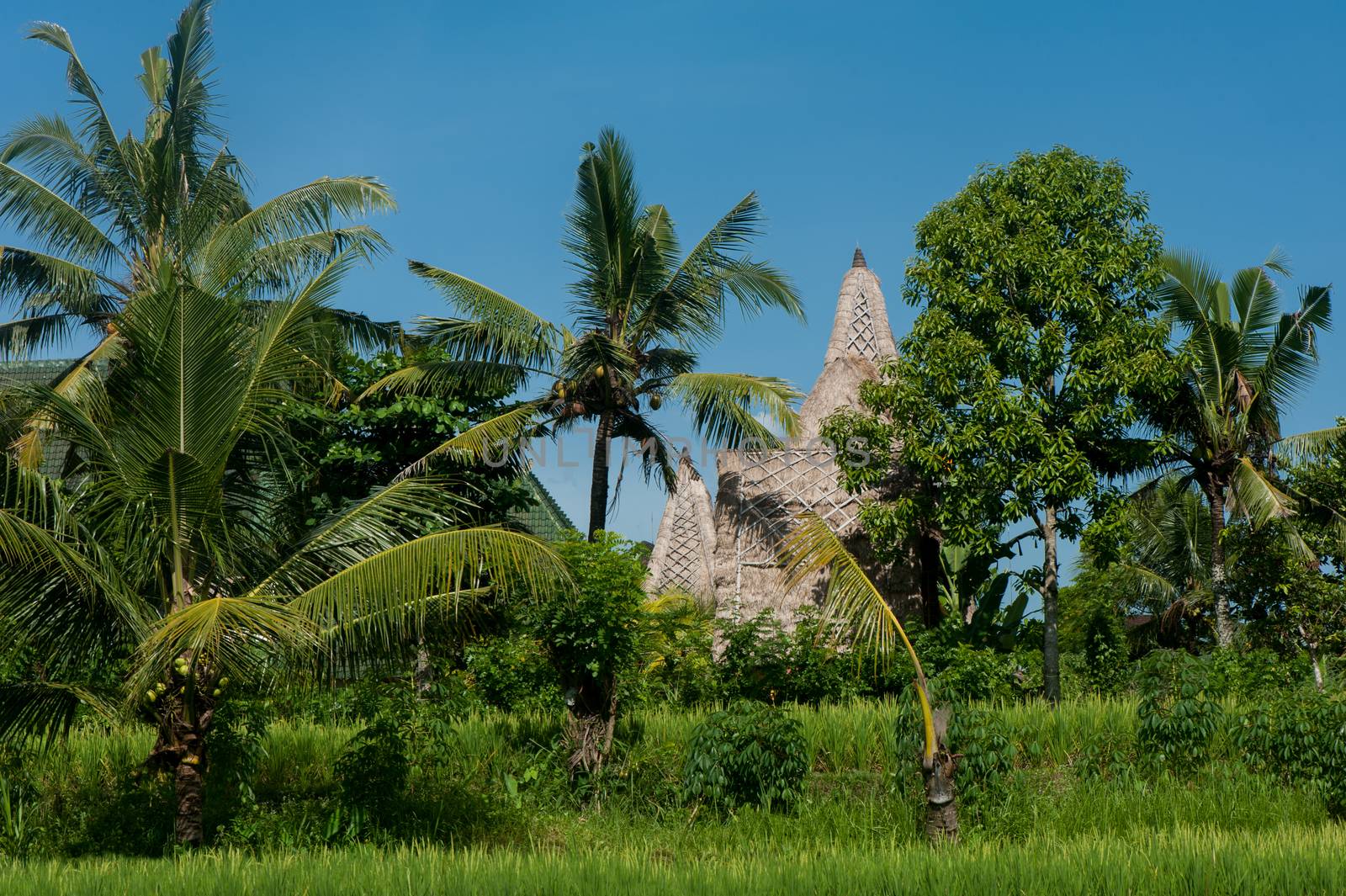 Bale bale roofing, used in Bali, Indonesia.