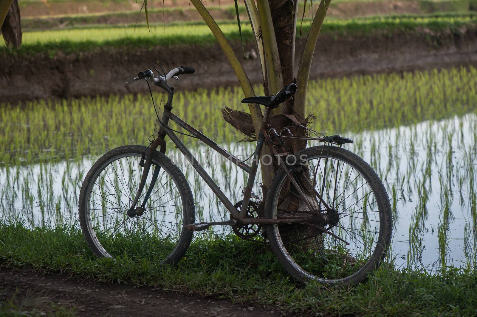 Rice workers vehicles. Ubud, Bali, Indonesia.