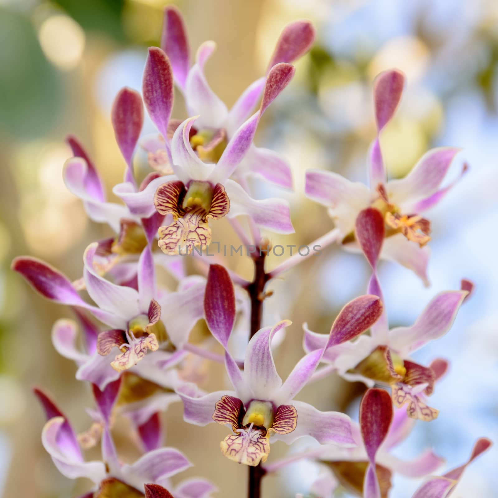 Beautiful pink orchid flowers closeup by toodlingstudio