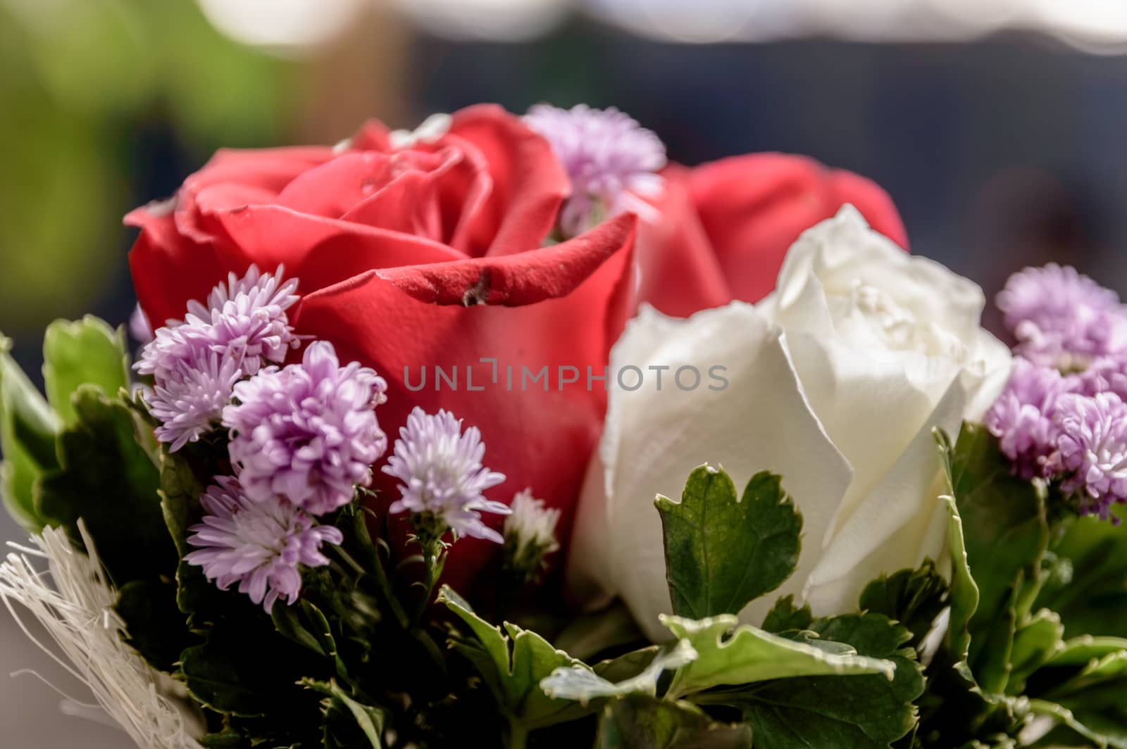 Closeup of a beautiful roses