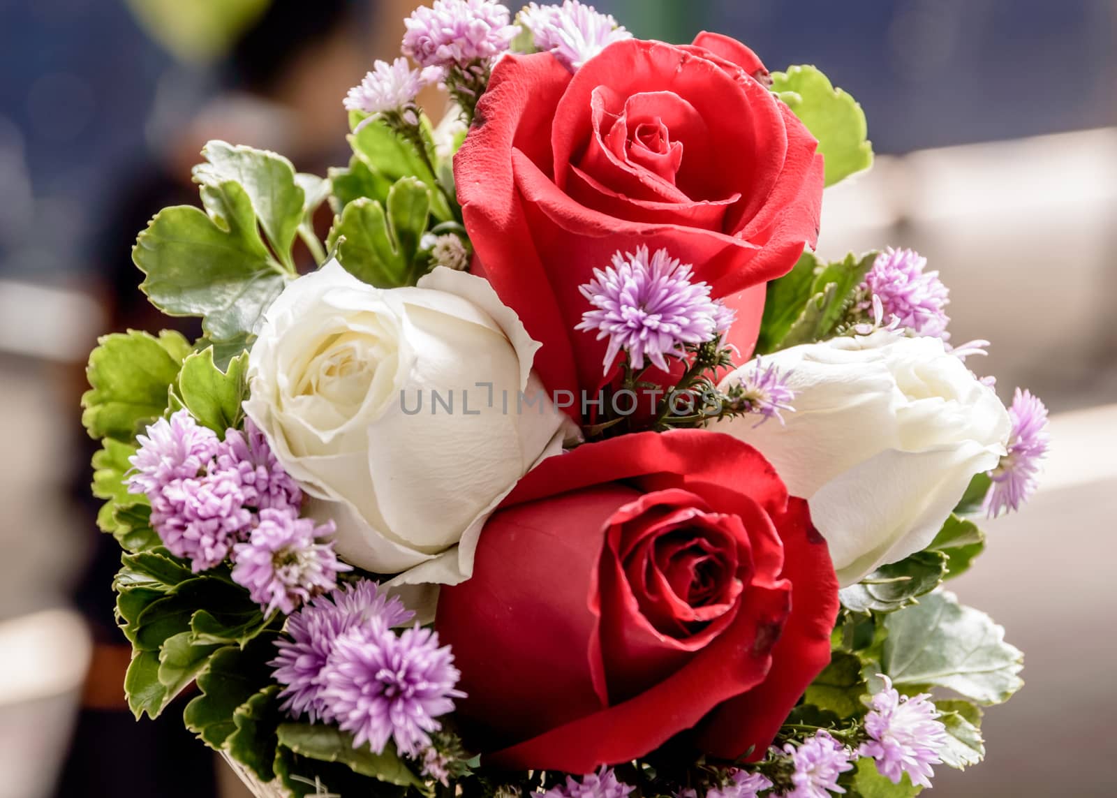 Closeup of a beautiful roses