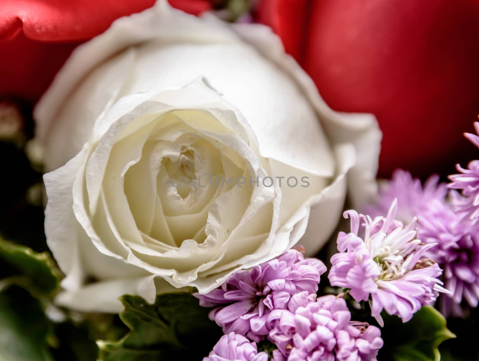 Closeup of a beautiful roses