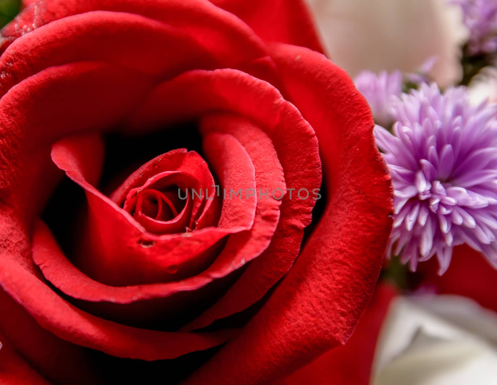 Closeup of a beautiful roses