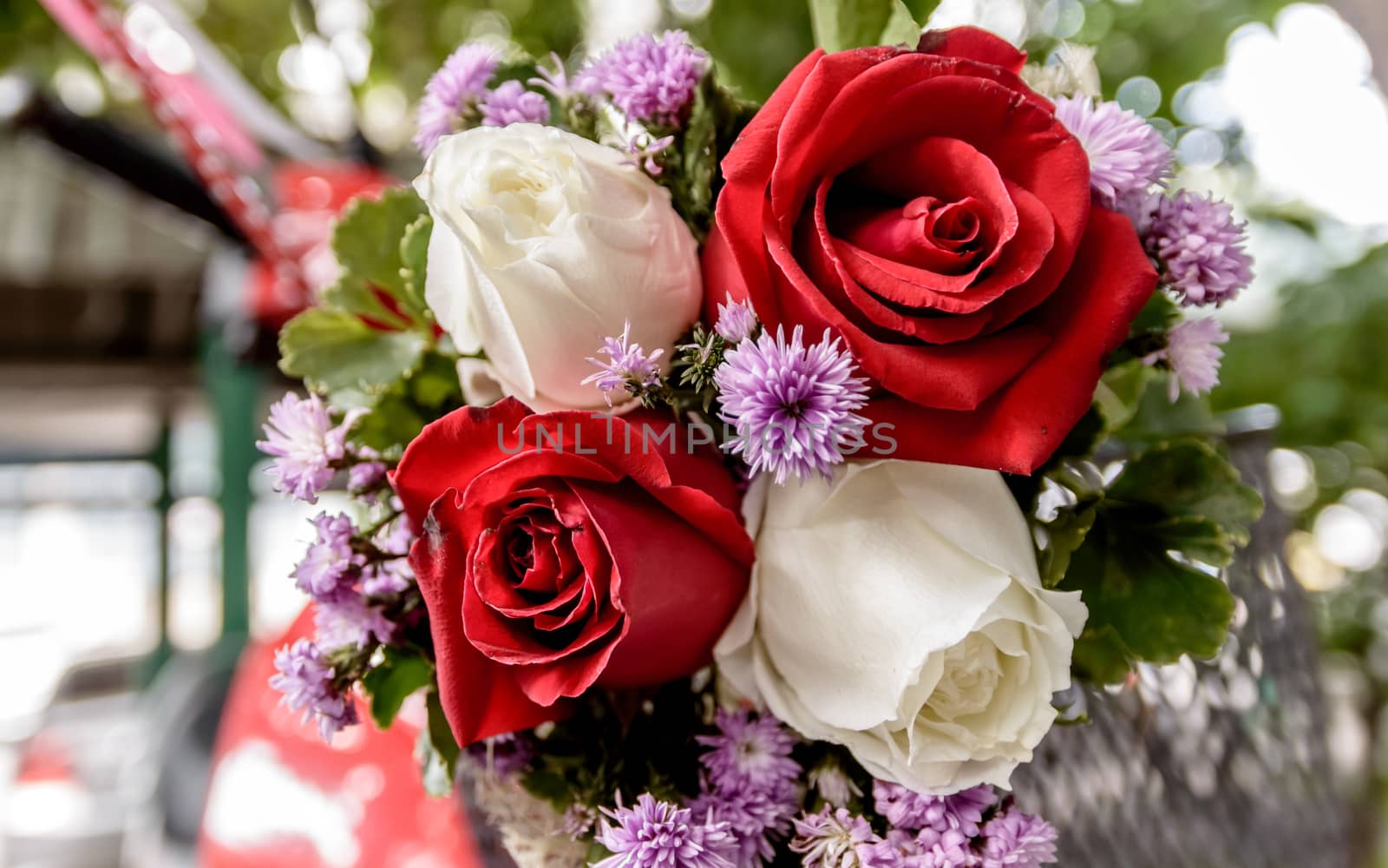 Closeup of a beautiful roses