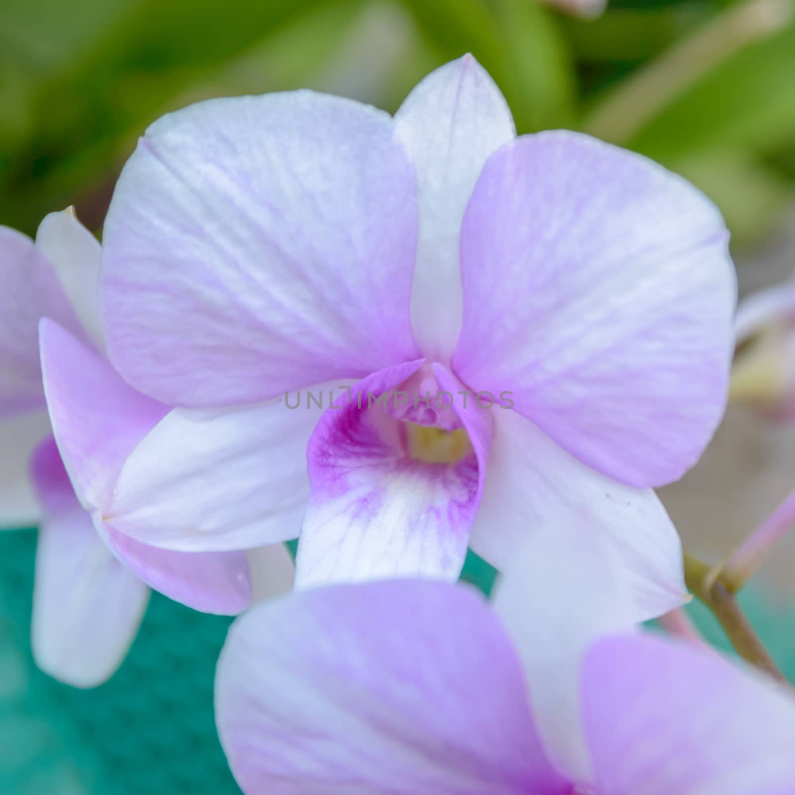Violet orchid flowers closeup.Orchid flower bloom for background