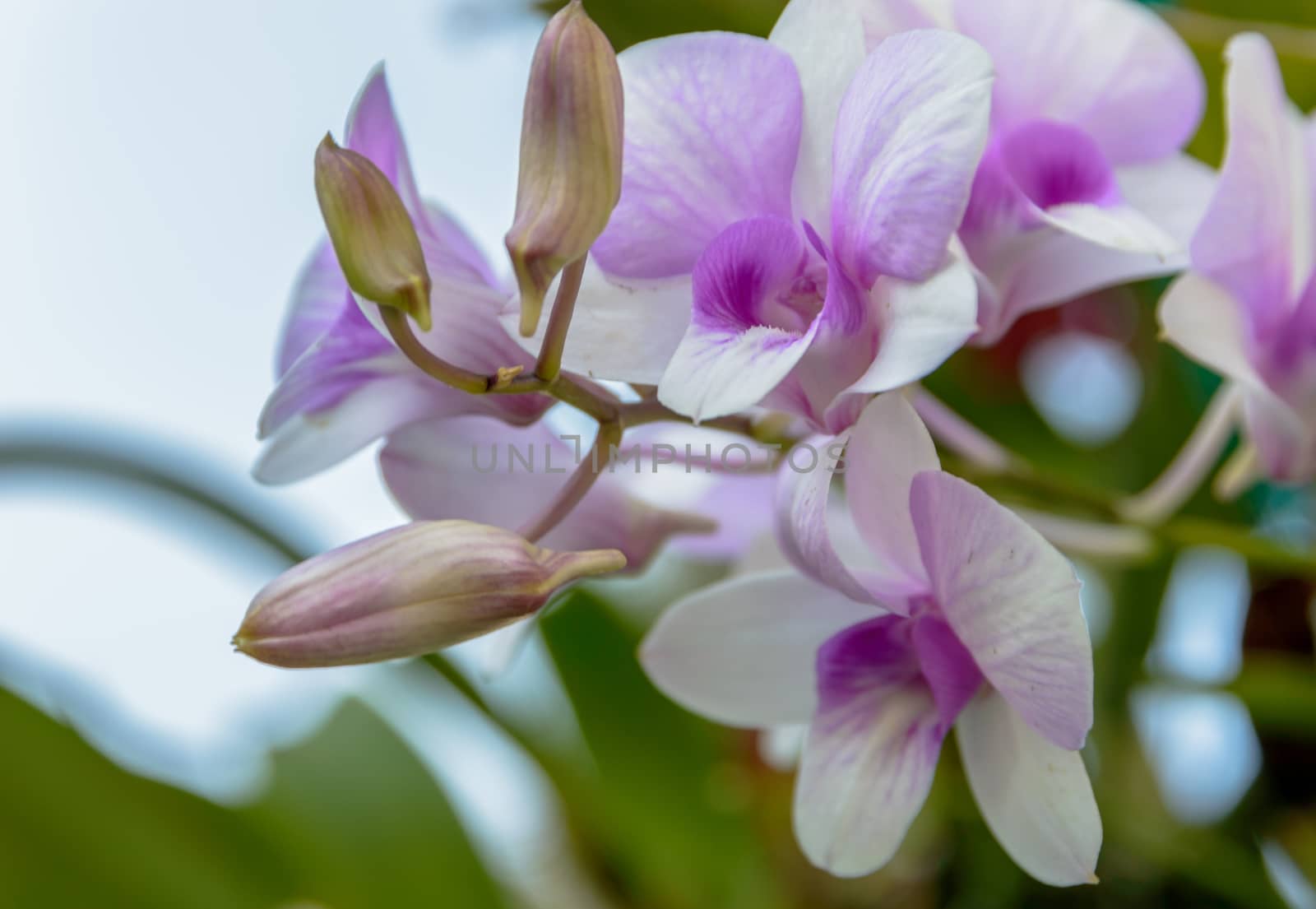 Violet orchid flowers closeup.Orchid flower bloom for background