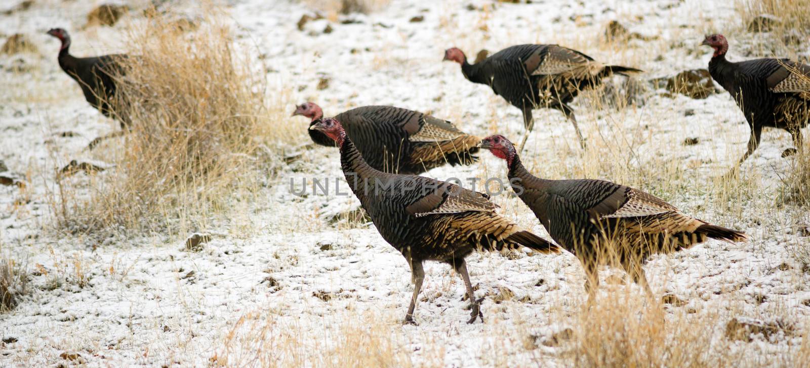 A wild rafter of Turkeys moves across the landscape