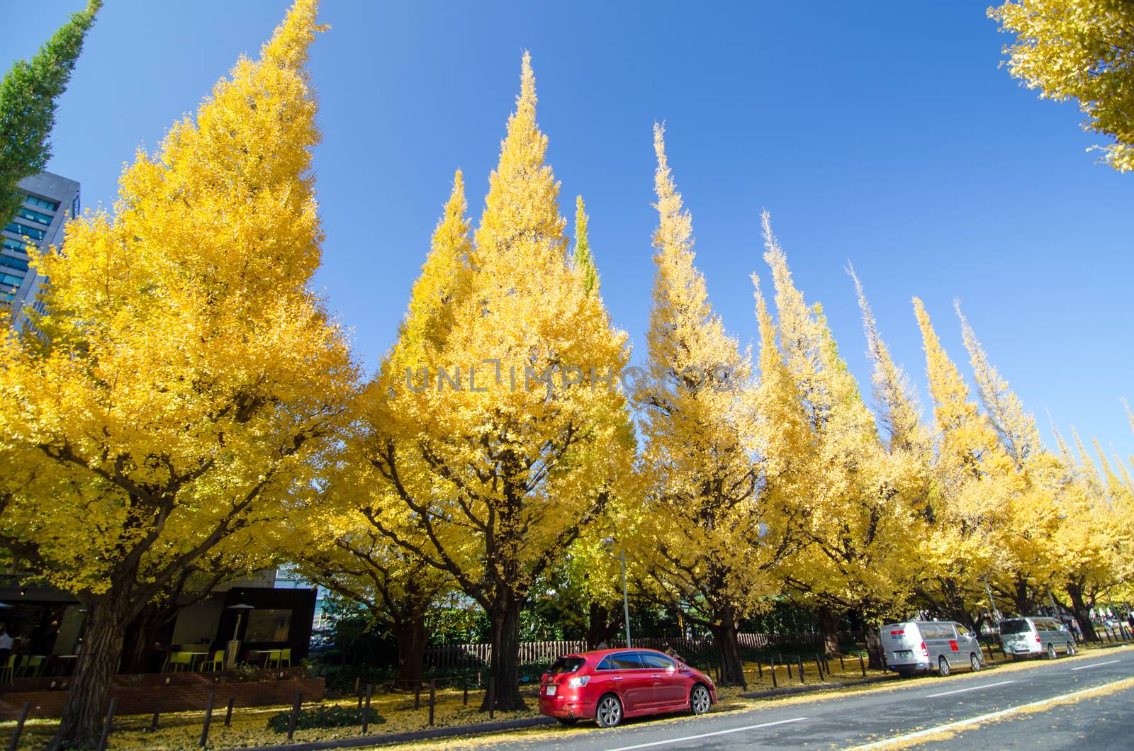 Tokyo, Japan - November 26, 2013: People visit Ginkgo Tree Avenue heading down to the Meiji Memorial Picture Gallery on November 26, 2013 in Tokyo.