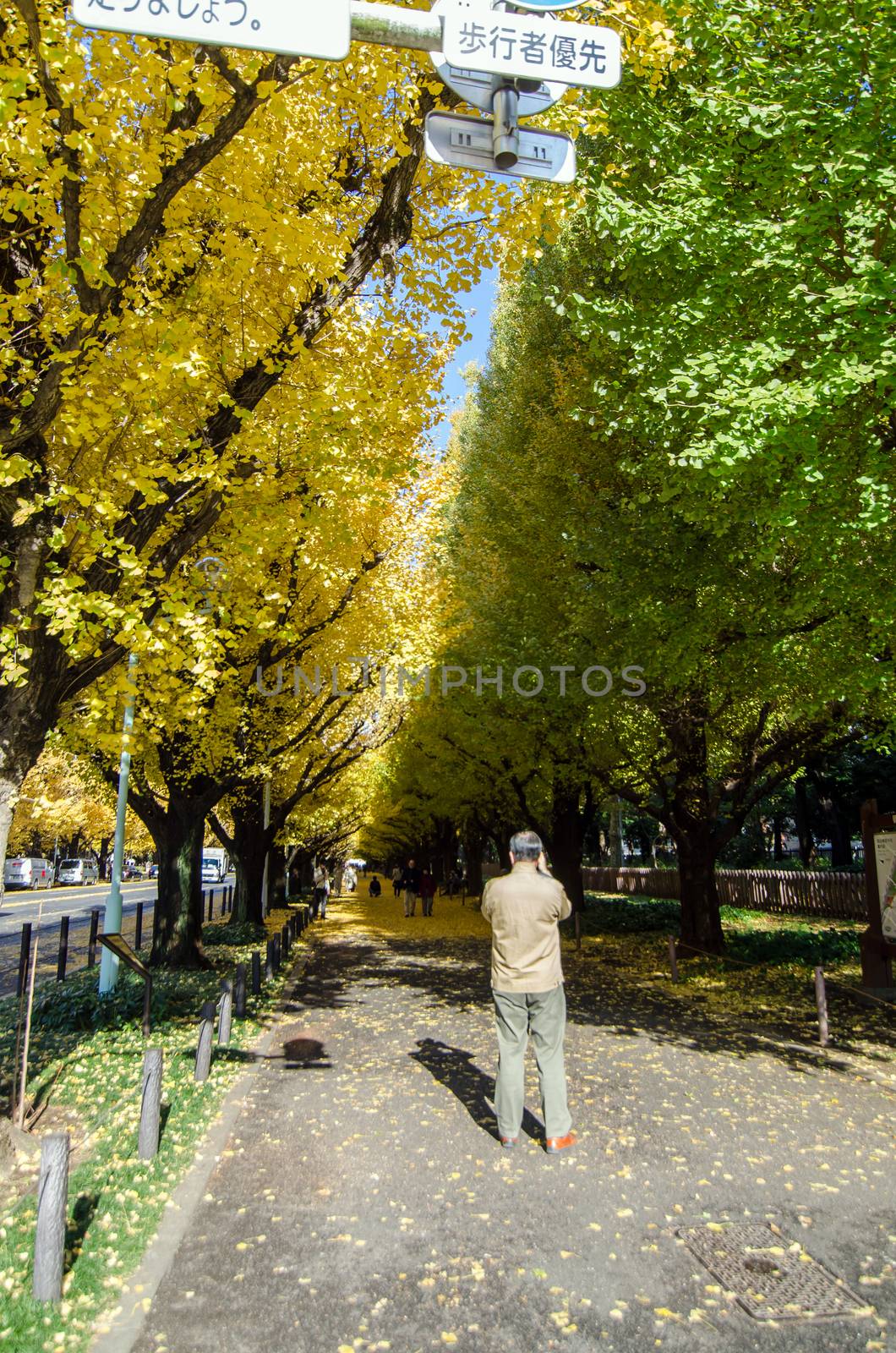 Tokyo, Japan - November 26, 2013: People visit Ginkgo Tree Avenue heading down to the Meiji Memorial Picture Gallery by siraanamwong