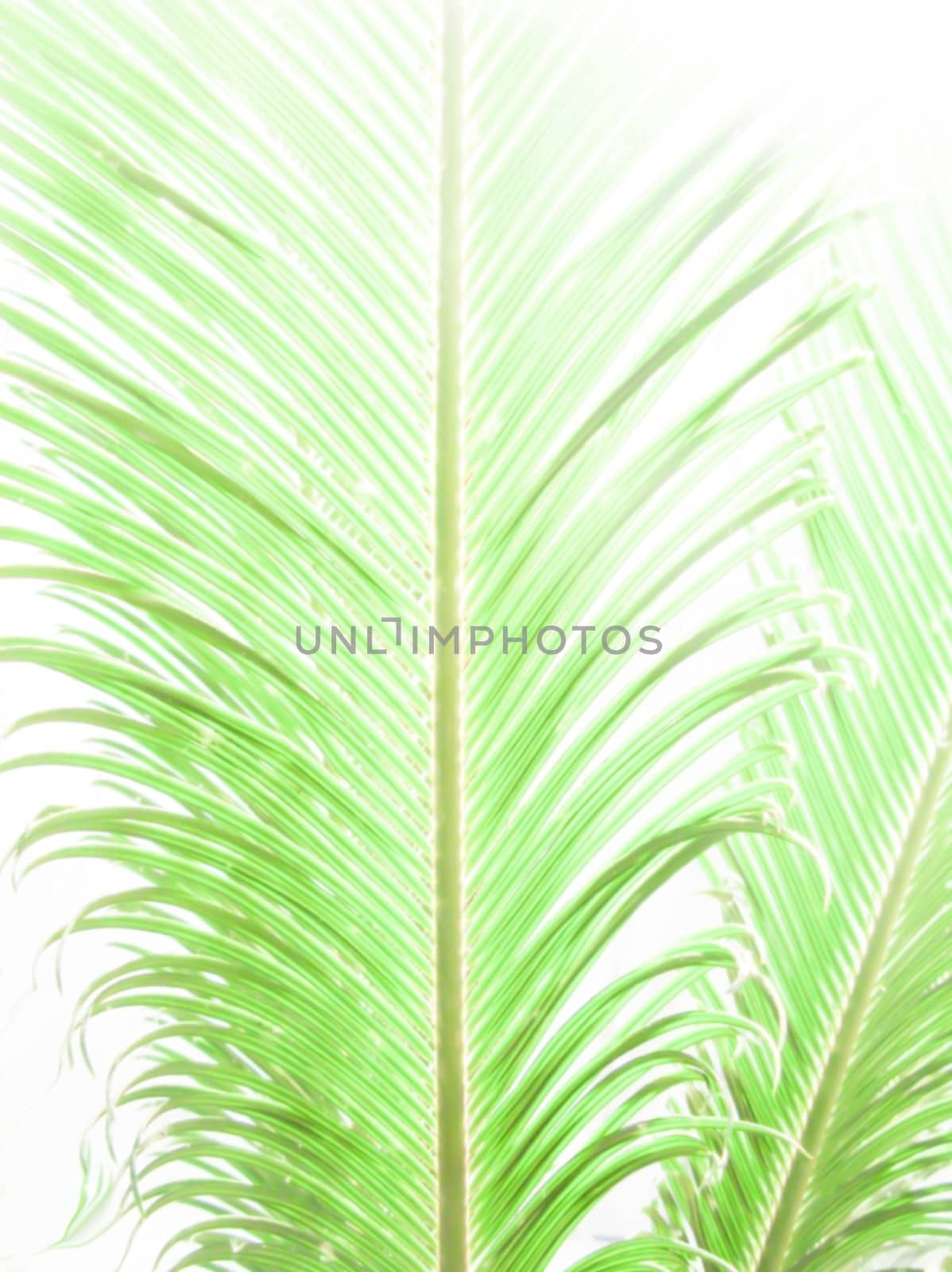 Palm leaf abstract in vertical format, digital painting.