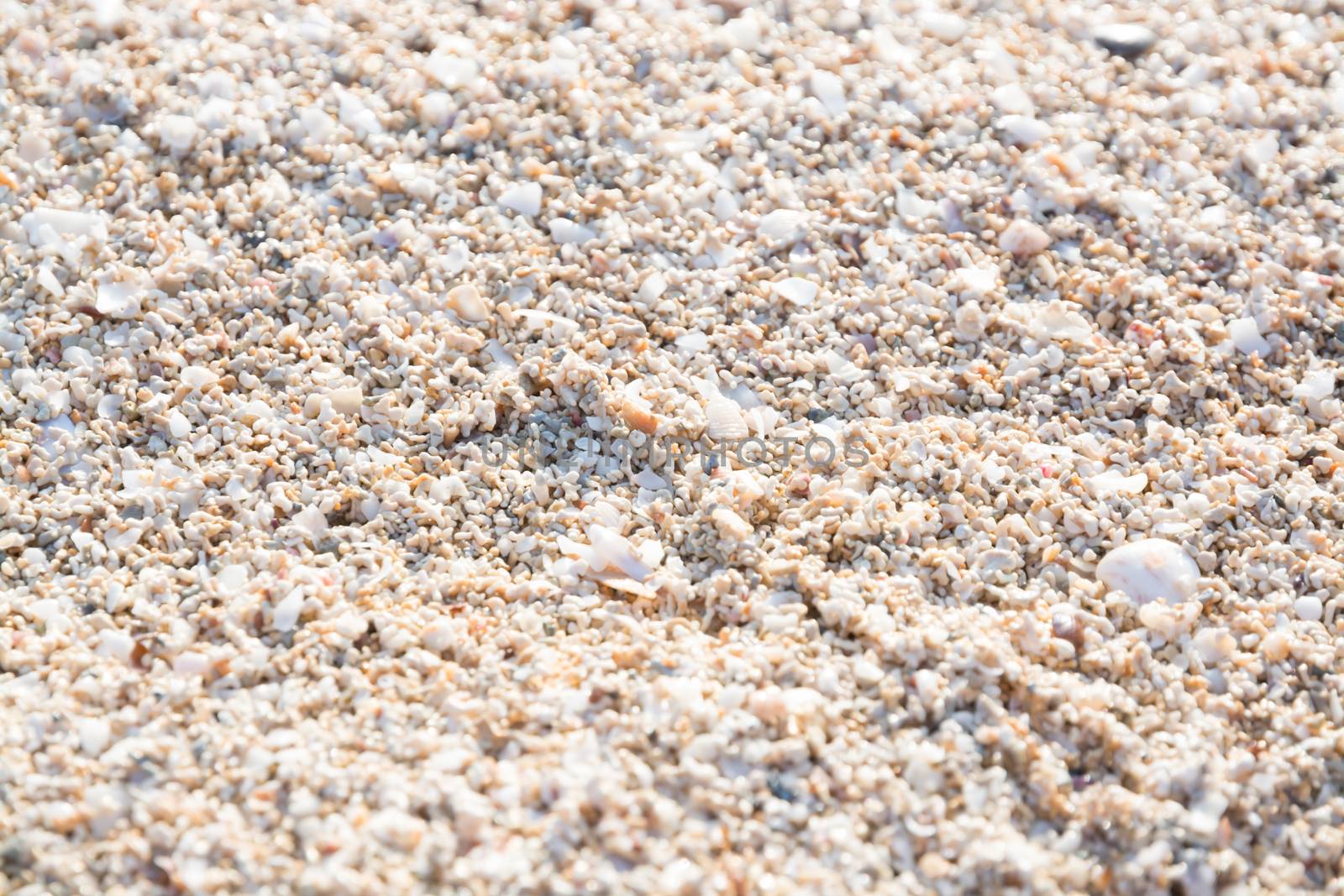 Seashells background. Mallorca, Balearic islands, Spain in July.