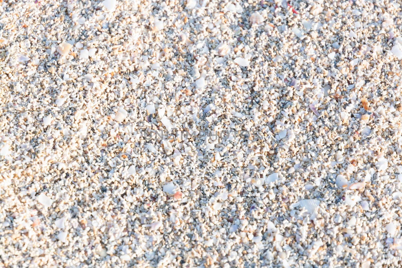 Seashells background. Mallorca, Balearic islands, Spain in July.