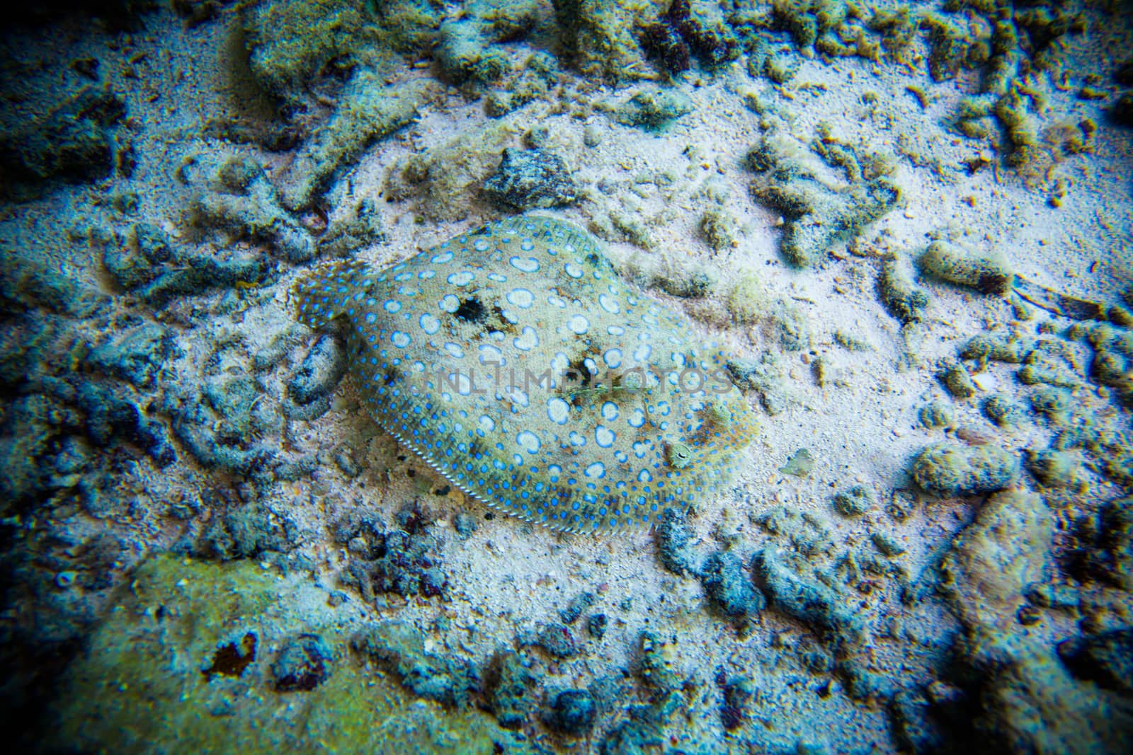 Bothus Lunatus of Flat Fish Hiding in the Bottom of the Sea