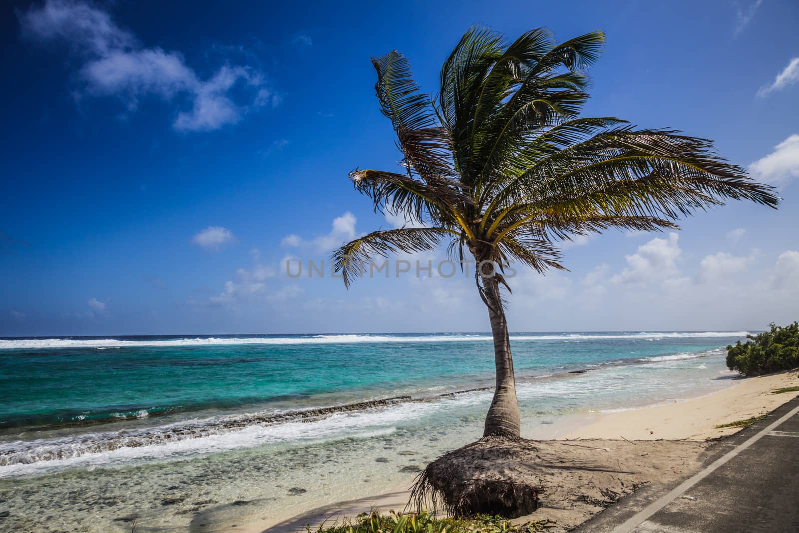 Big Palm Tree Facing the Beautiful Beach