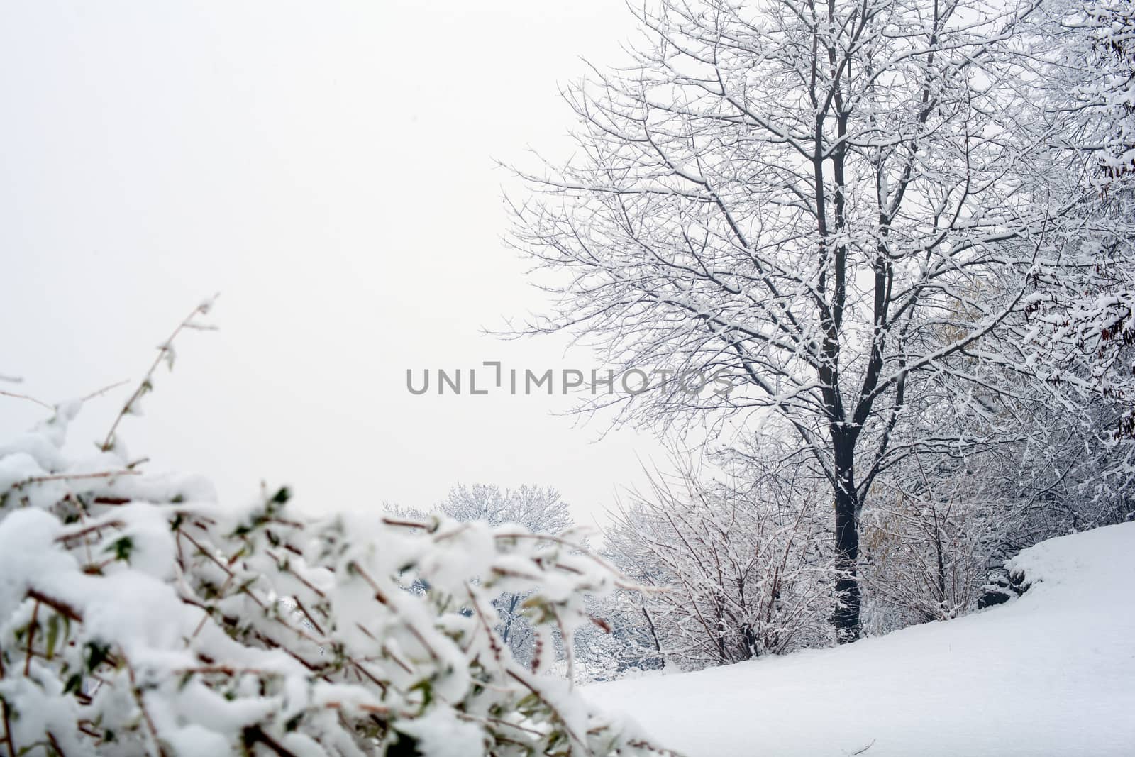 View of forest covered by snow