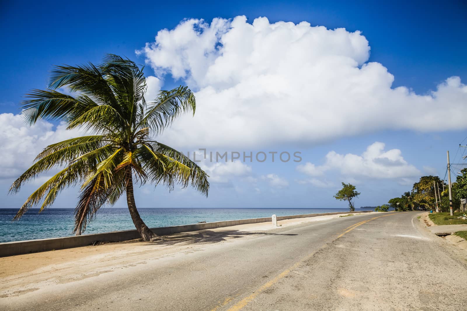 Big Palm Tree on the Side of the Road by aetb