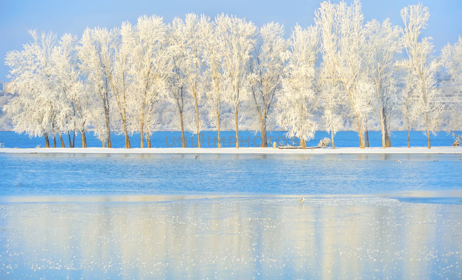 Frosty winter trees on Danube river