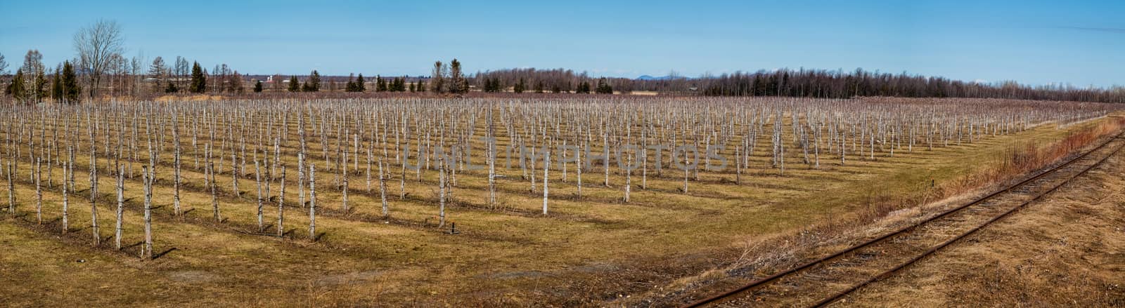 This is the look of a Winery in Canada, Quebec on the Spring Season