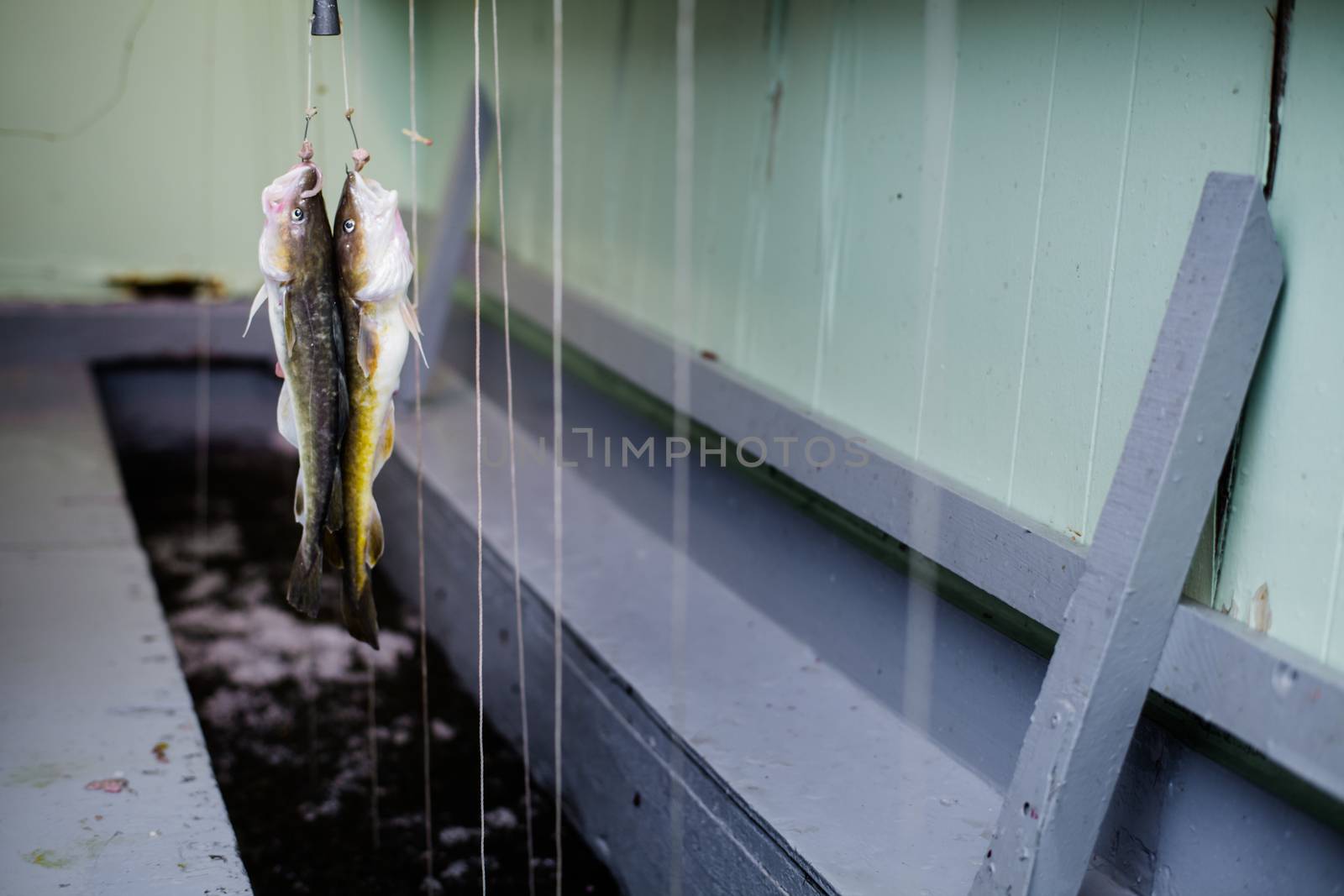 Two Tomcod Hooked on a Fishing Line inside a Cabin on Ice in Ste-Anne-De-La-Perade, Quebec, Canada