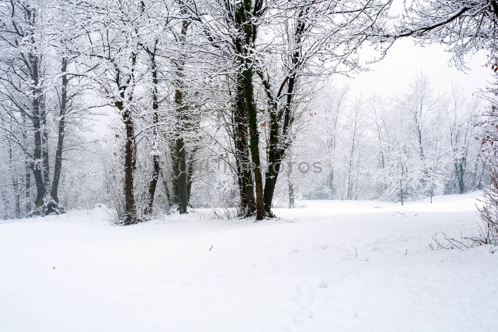 View of forest covered by snow