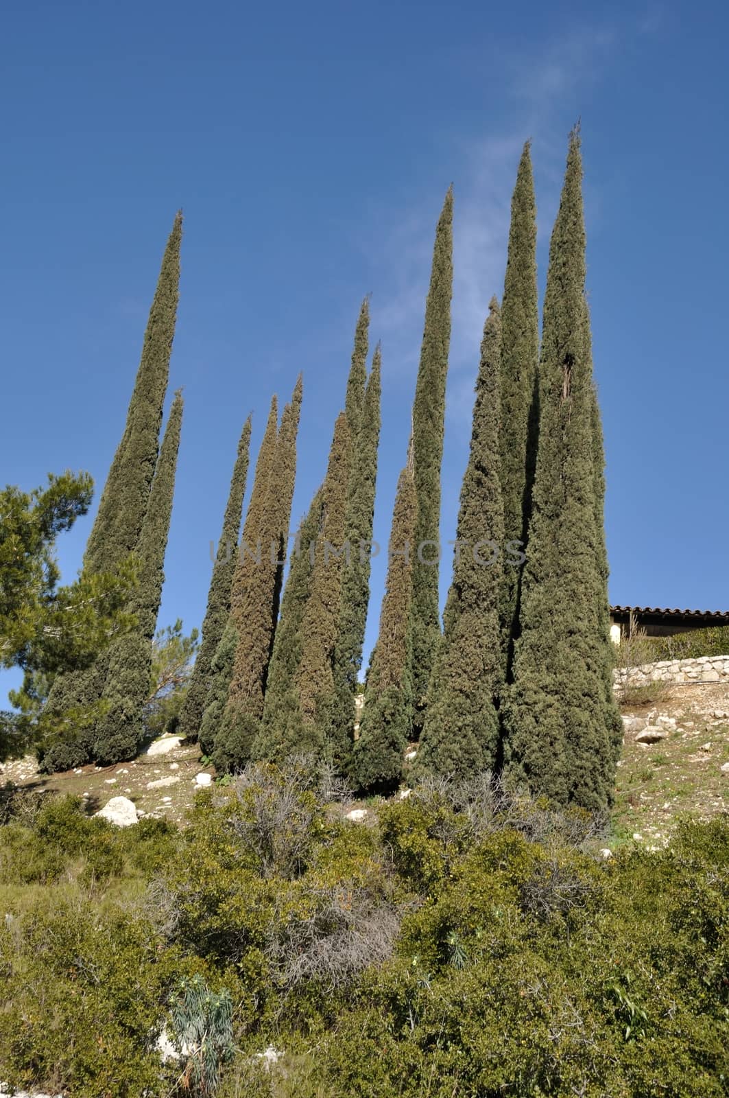 Cypress trees on a hill in Provence