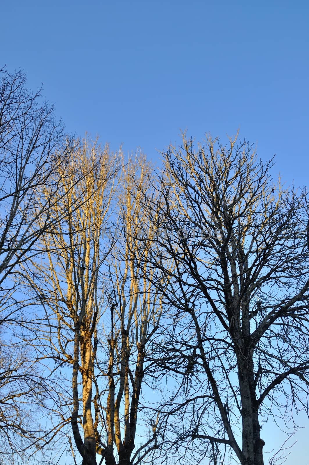Trees in winter