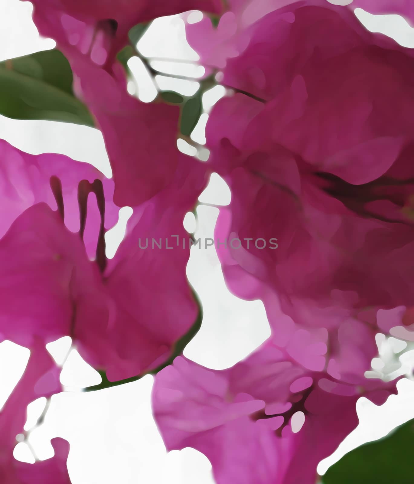 Bougainvillea closeup abstract, digital painting.