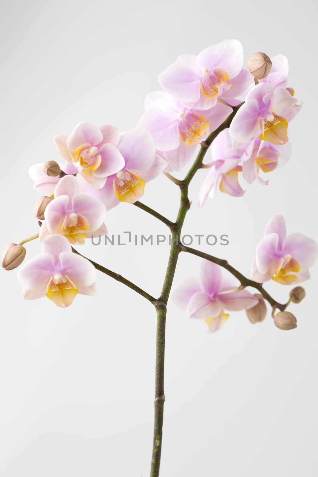 Orchid on a wooden surface. Studio photography.