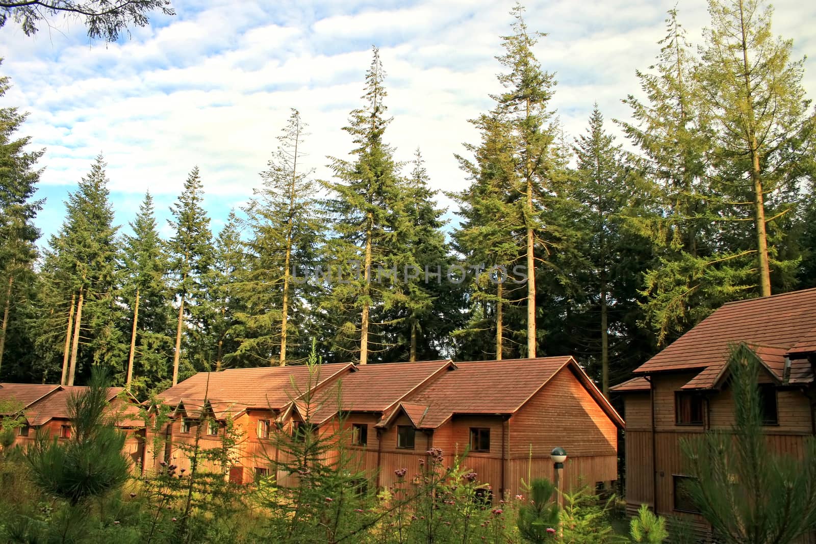 Houses made of wood in a forest