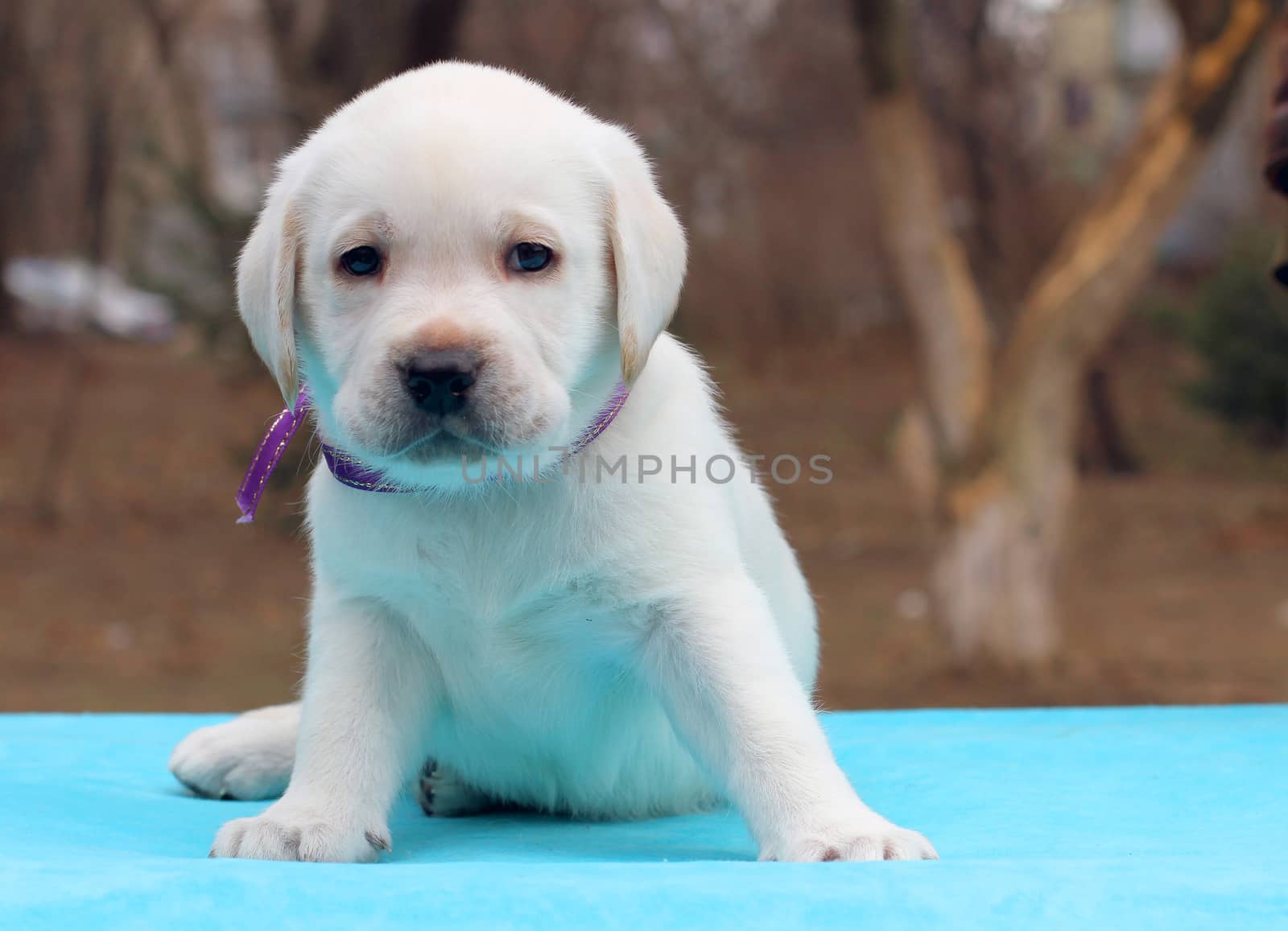 yellow labrador puppy sitting on blue background
