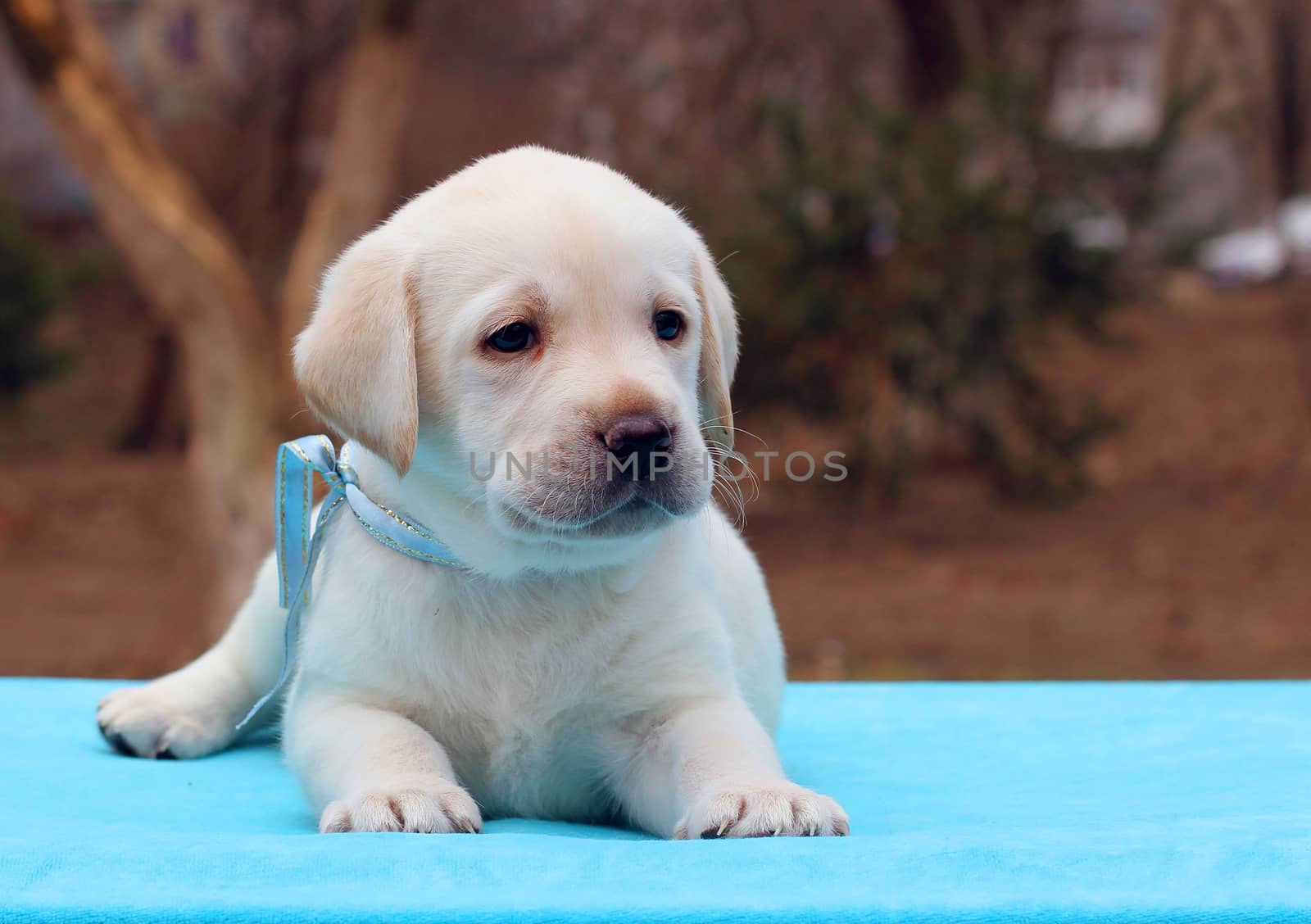 yellow labrador puppy laying on blue background