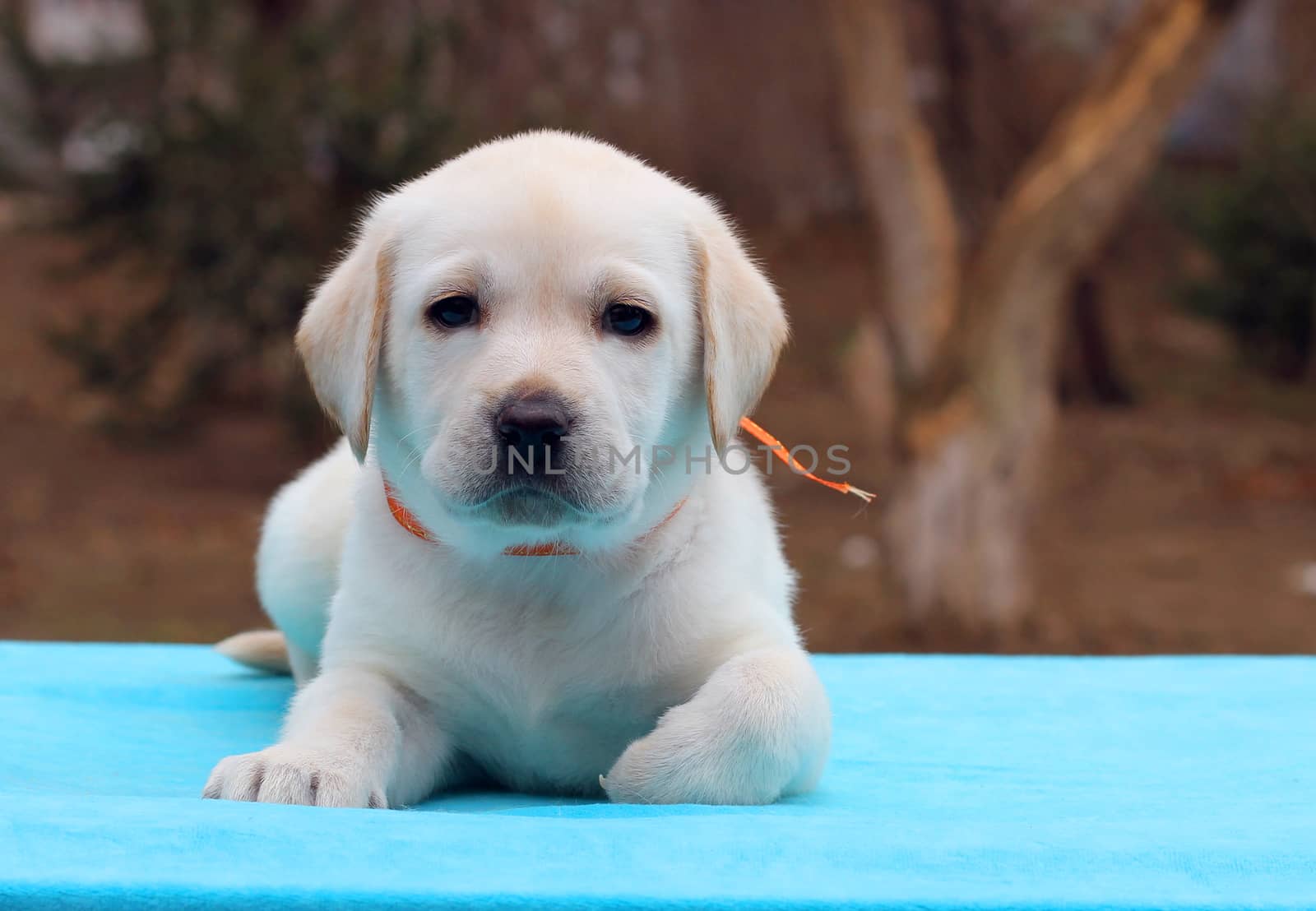 the yellow labrador puppy laying on blue background