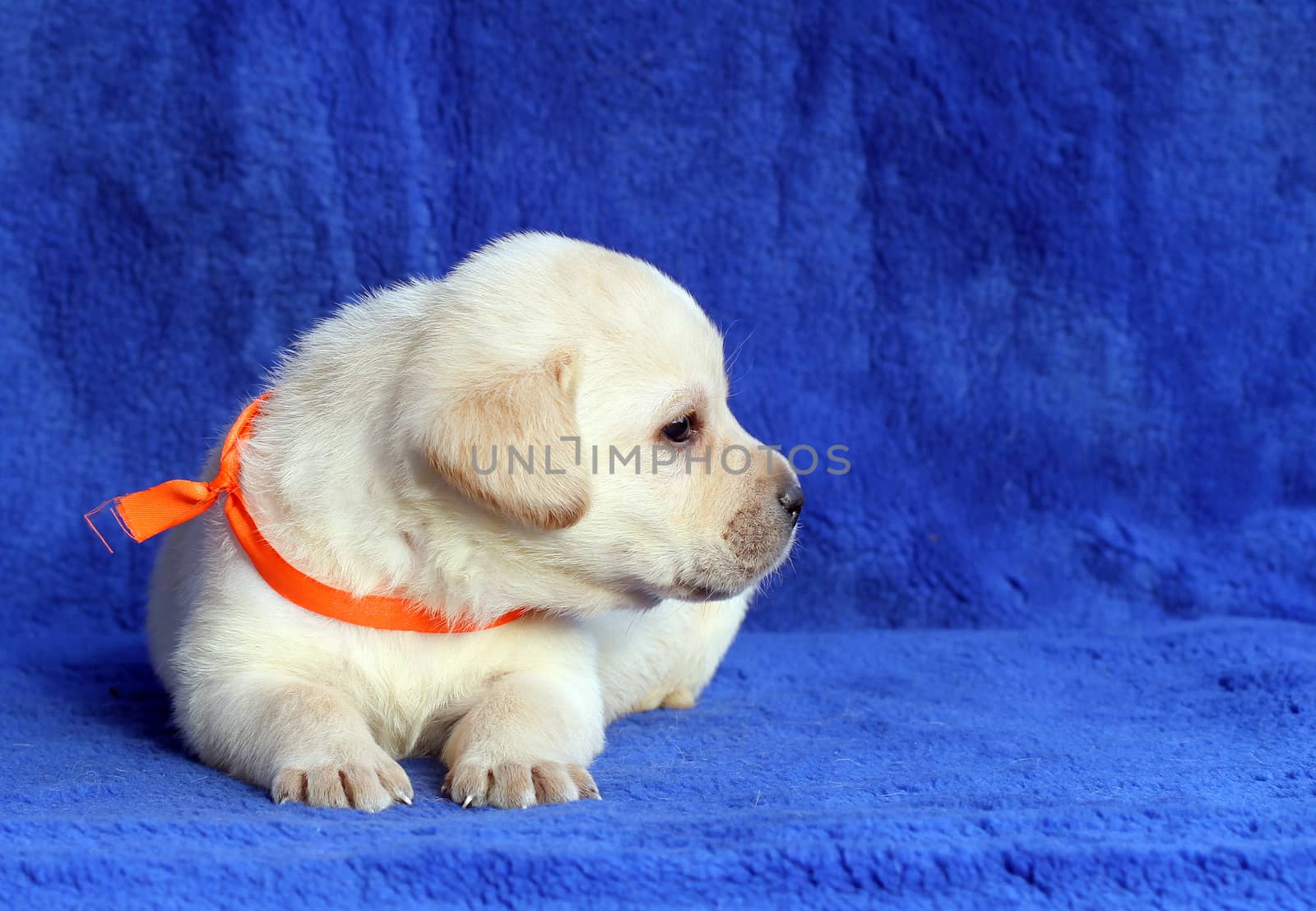a little yellow labrador puppy laying on the blue background