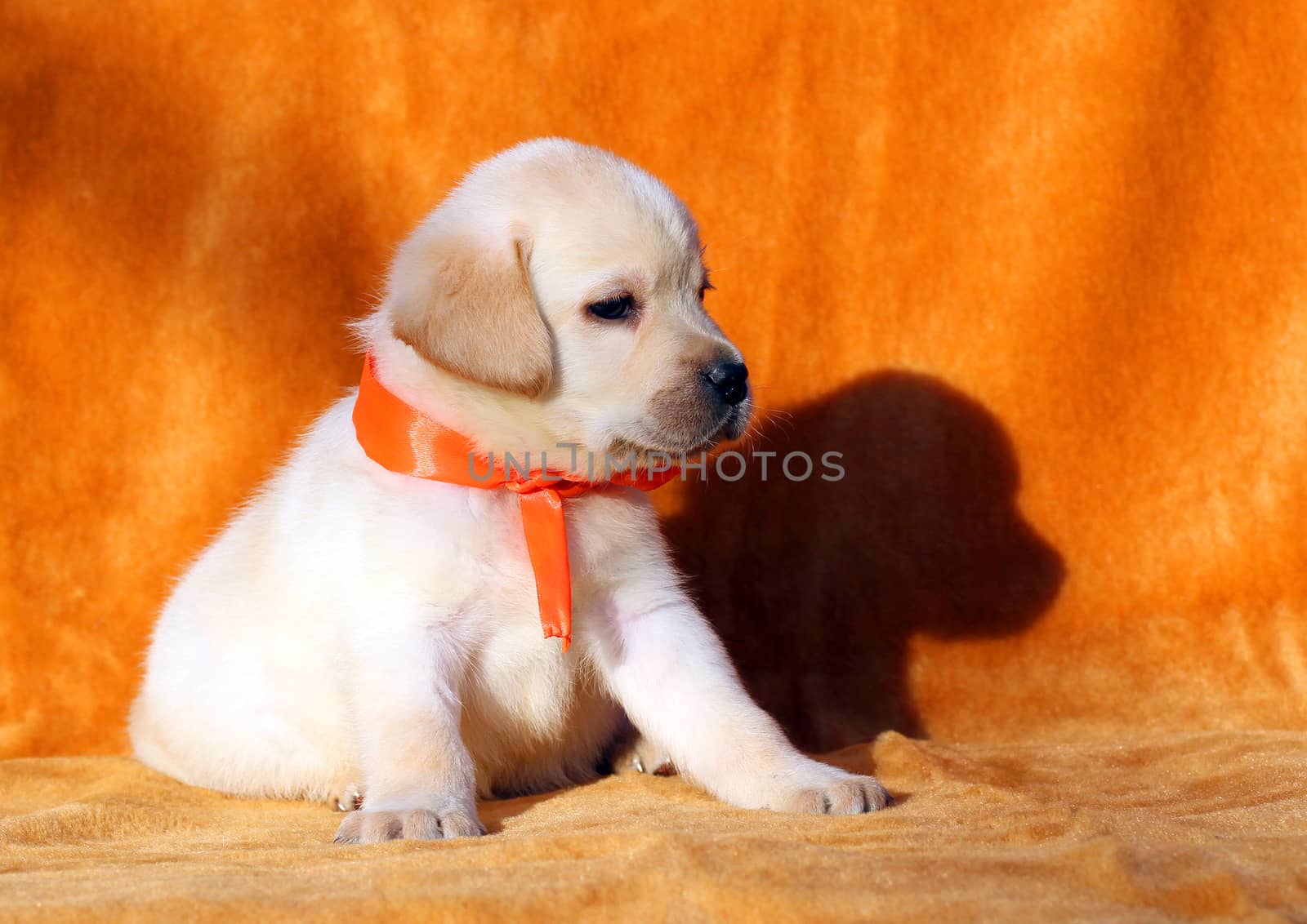 a yellow labrador puppy laying on orange background