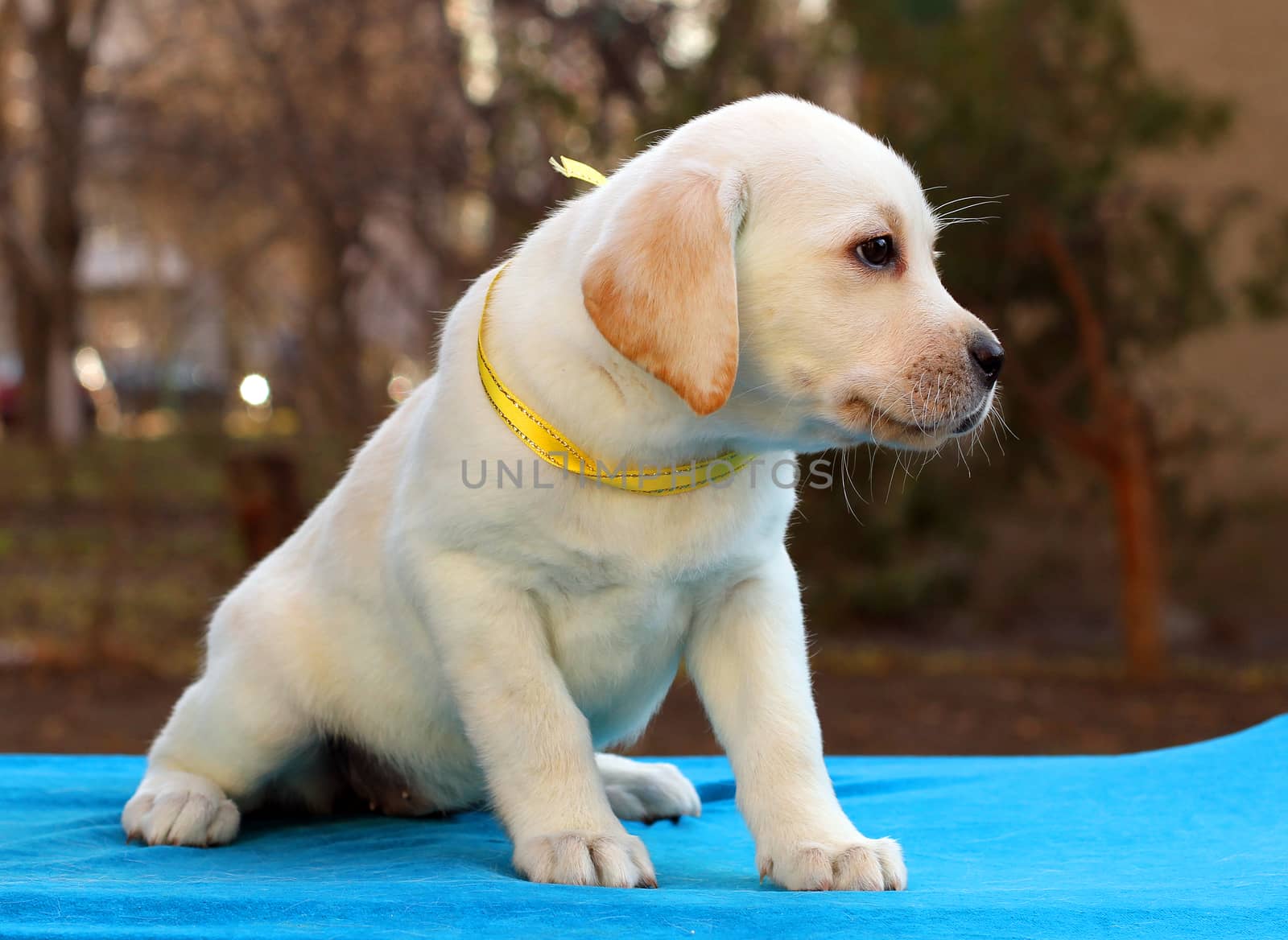 a nice yellow labrador puppy sitting on blue background