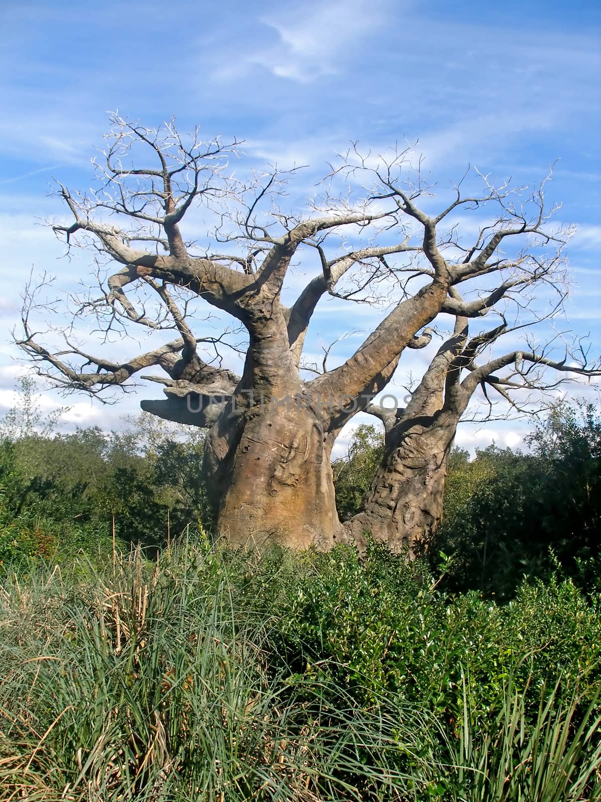 An upside down tree on the savanna