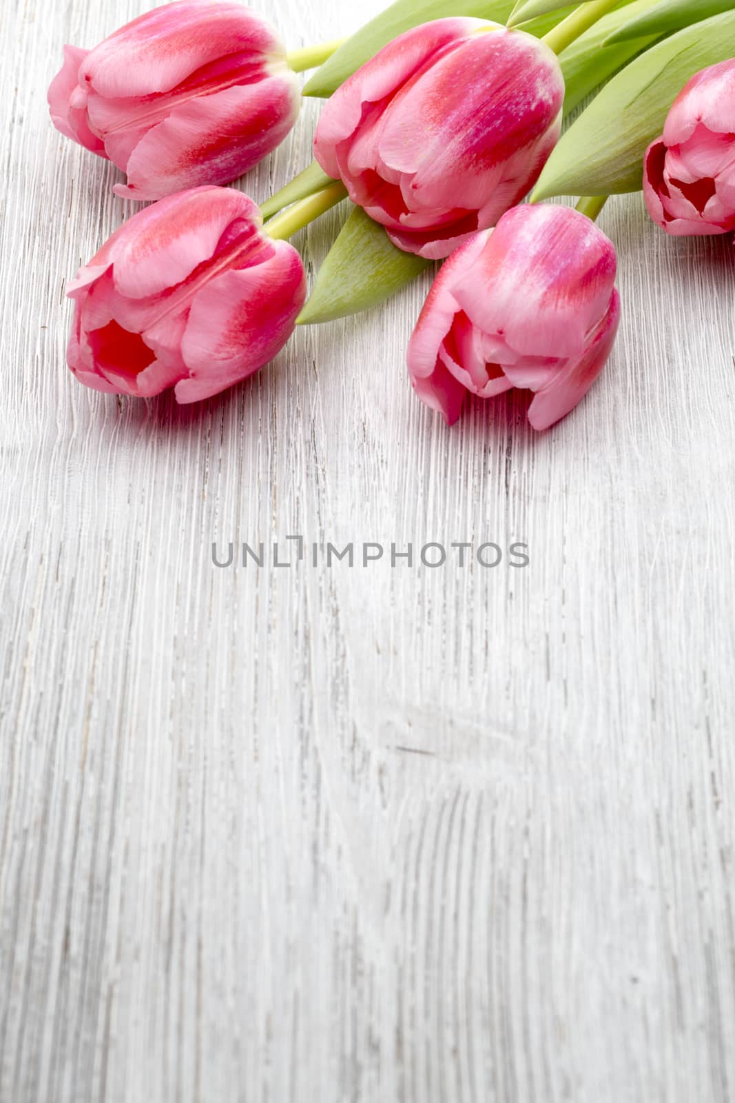 Pink tulips on the wooden background.