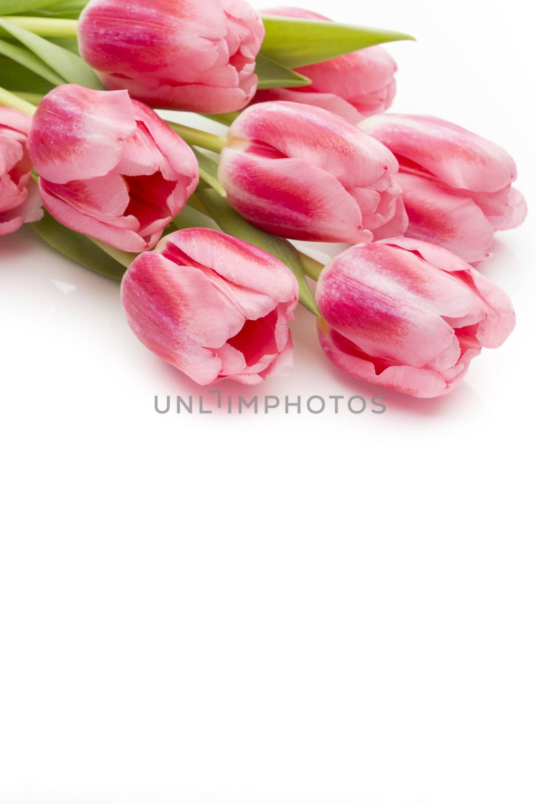 Pink tulips on the white background.