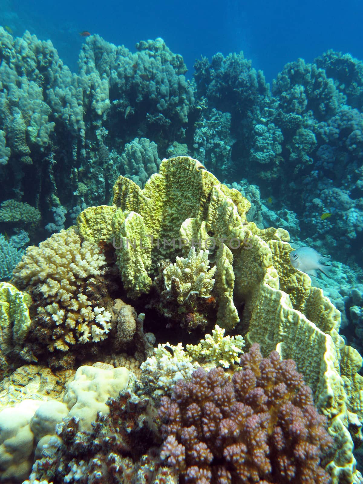 coral reef with yellow  fire coral at the bottom of tropical sea 