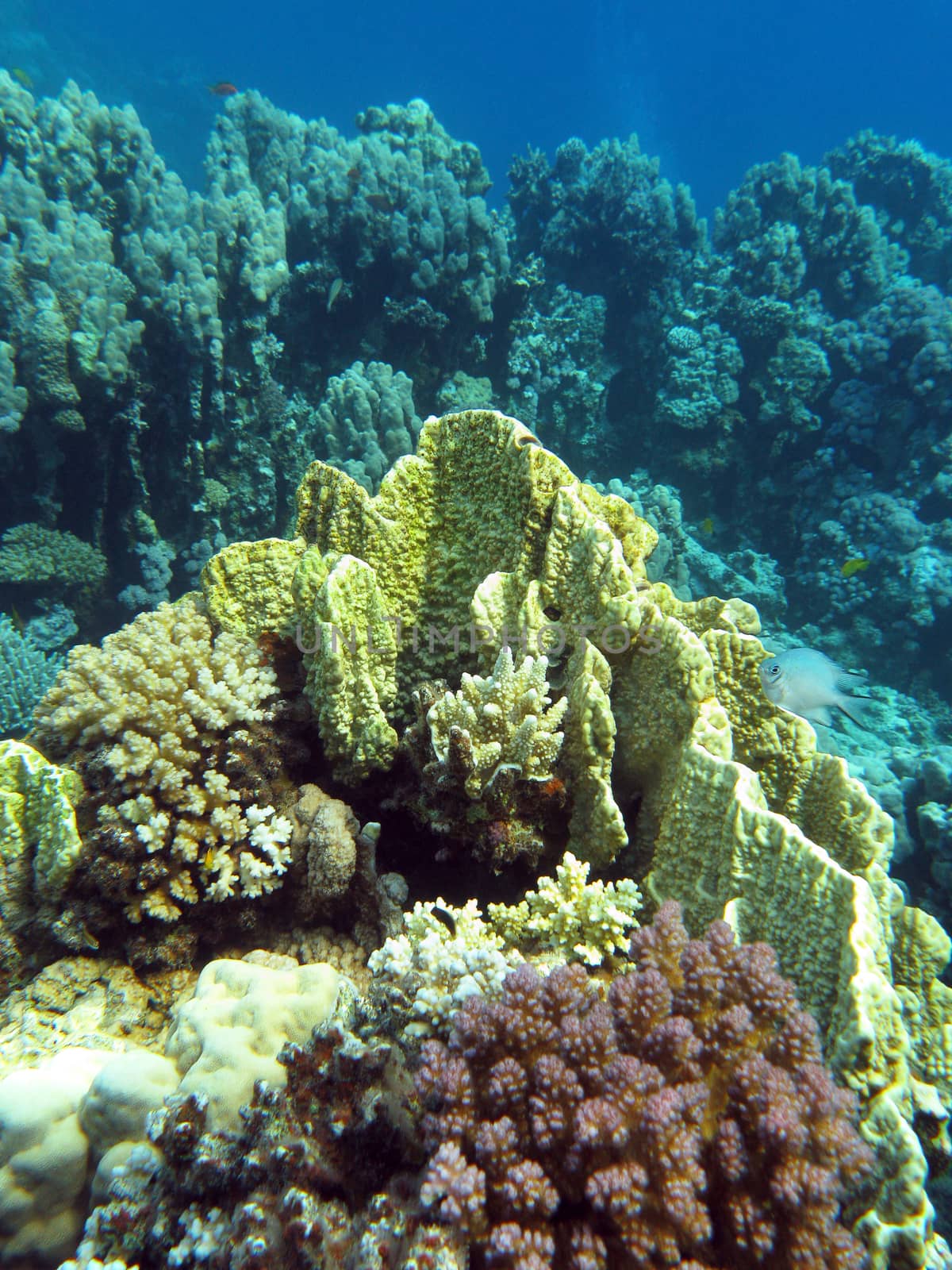 coral reef with yellow  fire coral in tropical sea - underwater by mychadre77