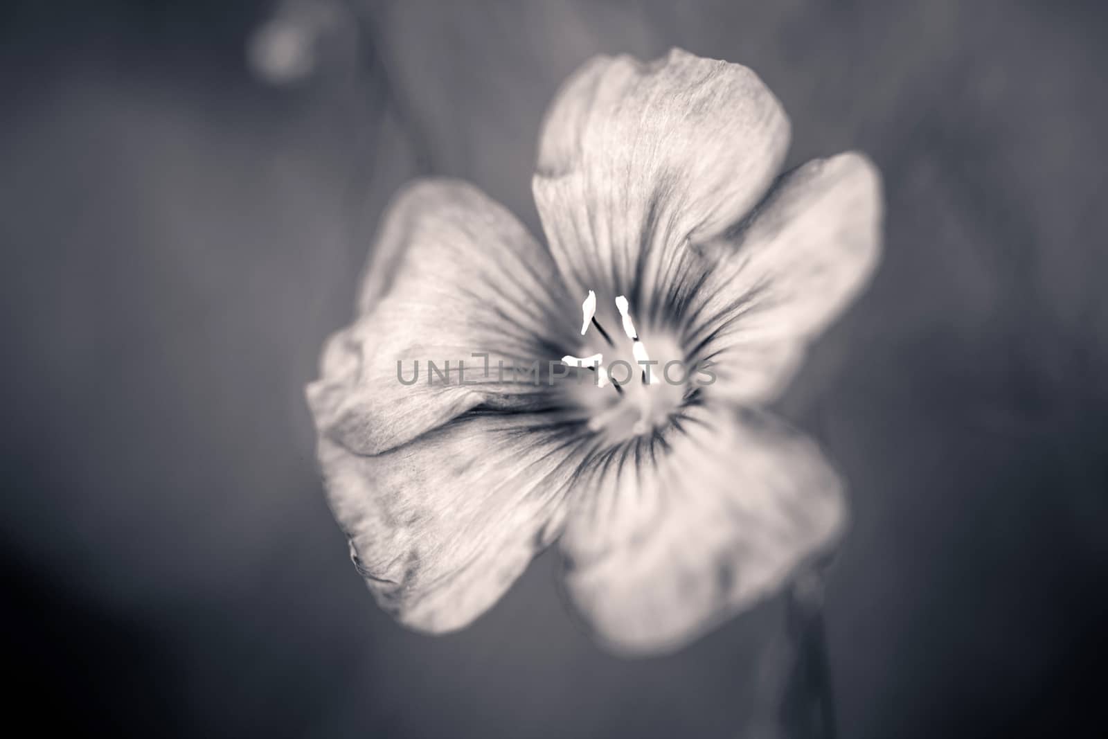 Beautiful flax flower  on meadow