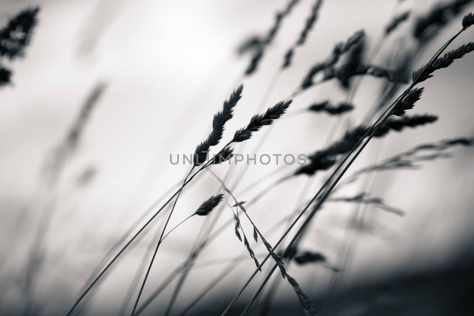 Grass plant silhouette at dawn