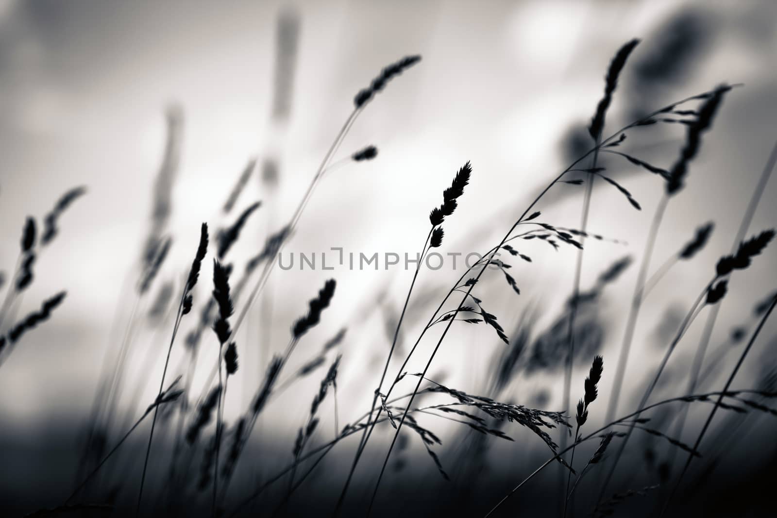 Grass plant silhouette at dawn